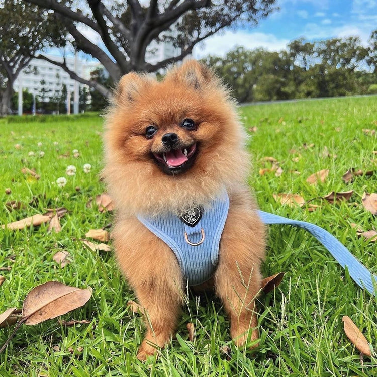 Corduroy Dog Harness