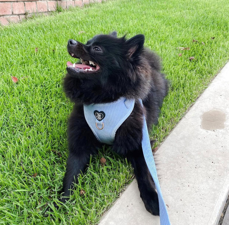 Corduroy Dog Harness